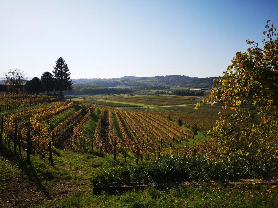 Filari di vite con le foglie gialle d'autunno su un pendio; dietro, una piana e colline basse.