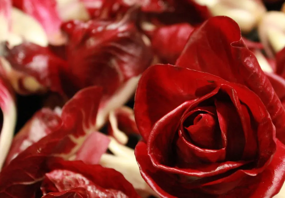 Primo piano di cespi di radicchio rosso scuro, con le foglie chiuse come i petali di una rosa.